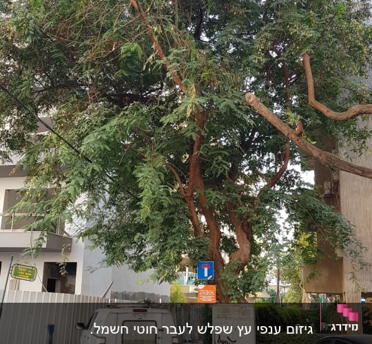 עץ גדול עם עלים ירוקים ברחוב עירוני